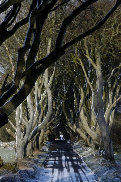 Dark Hedges, Ballymoney, Antrim