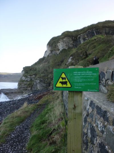 Sheep and cattle eat ANYWHERE, Portbradden, County Antrim