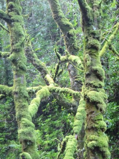 Muppet trees, Killarney National Park, Kerry